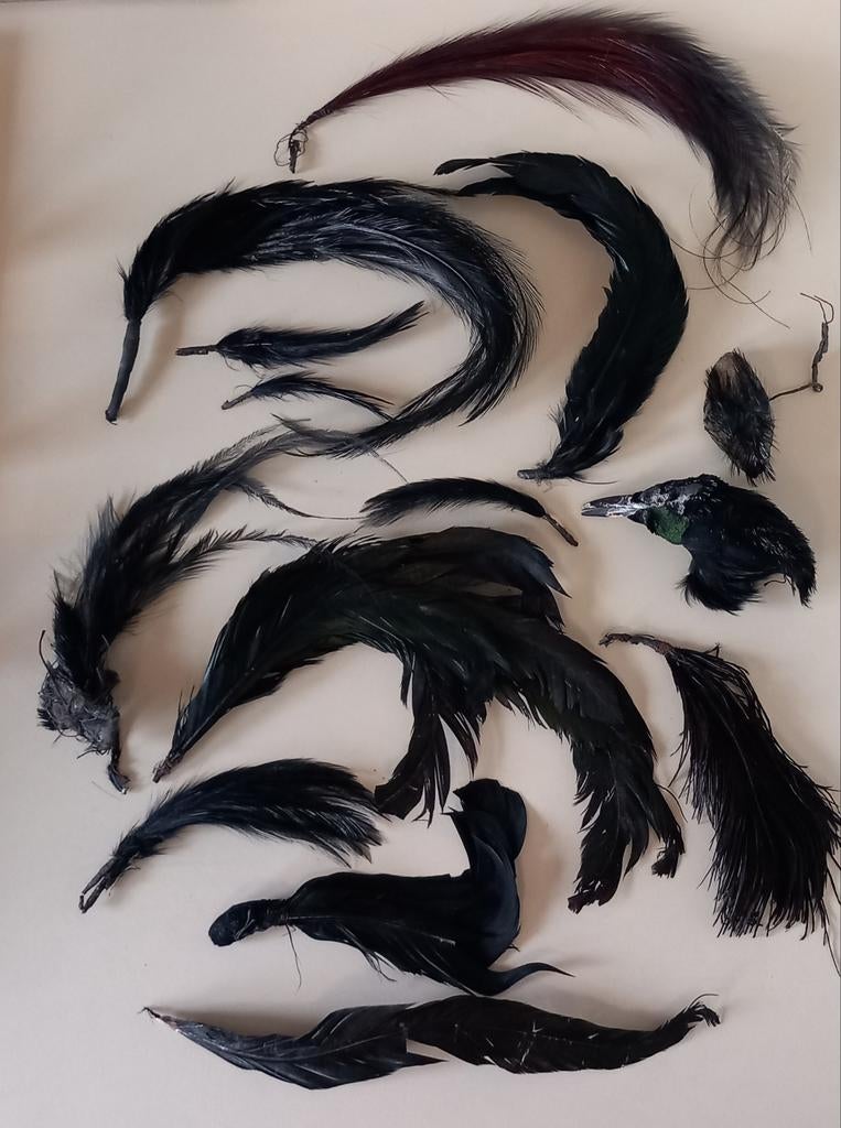 RARE anciennes plumes + tête de corbeau garde civique, Collections, Enlèvement ou Envoi, Autres