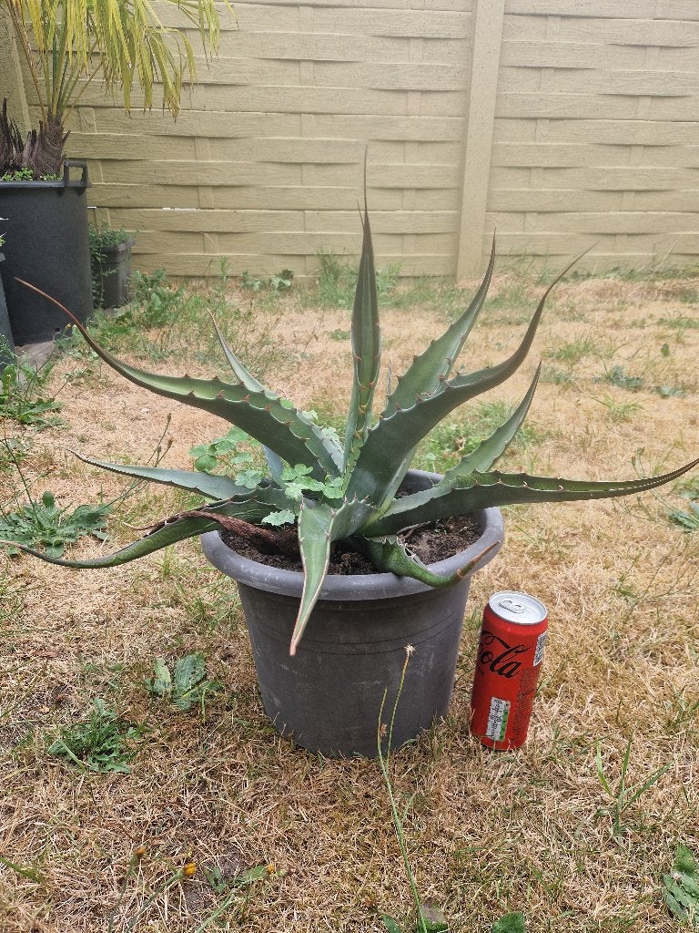 Agave Ferox, Volle zon, Vaste plant, Bloeit niet, Ophalen