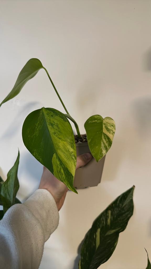 Monstera aurea, Maison & Meubles, Plantes d'intérieur, Enlèvement