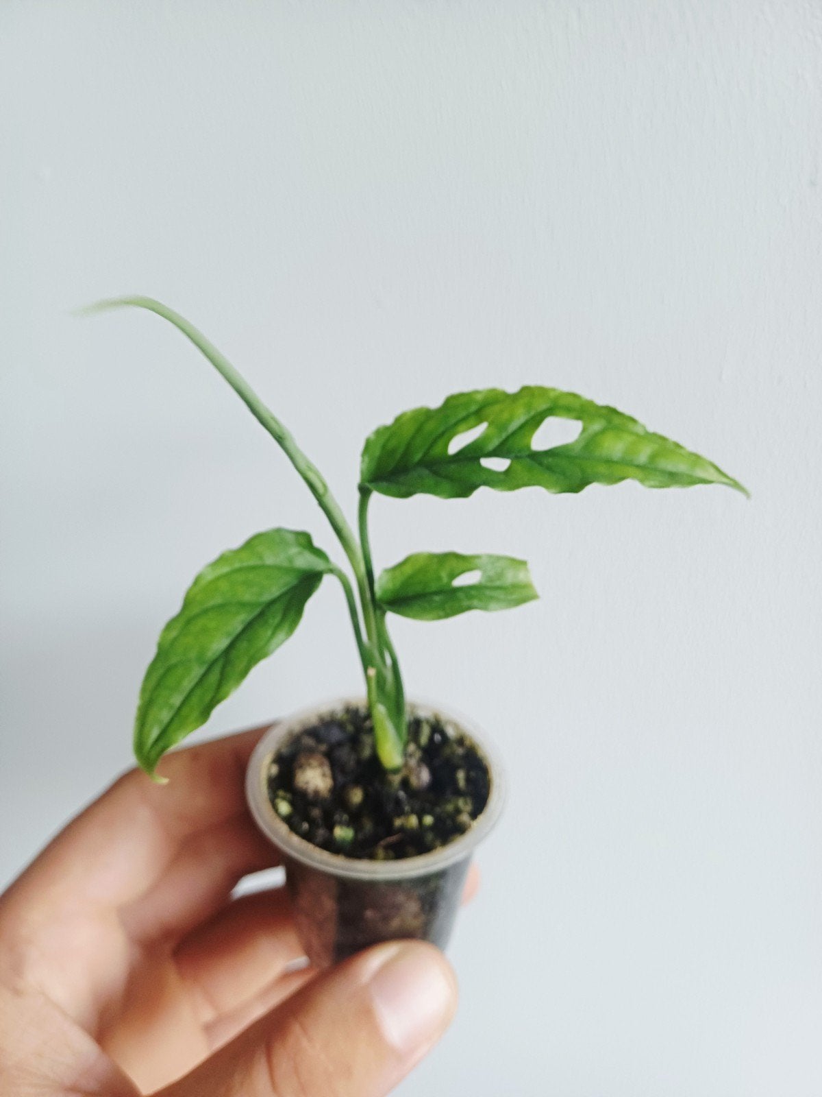 Monstera Obliqua peru, Autres espèces, En pot, Enlèvement ou Envoi, Moins de 100 cm