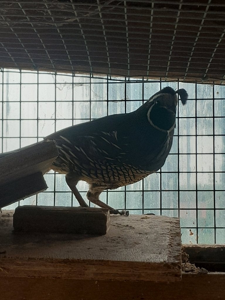 kuif kwartel, Dieren en Toebehoren, Mannelijk, Overige soorten