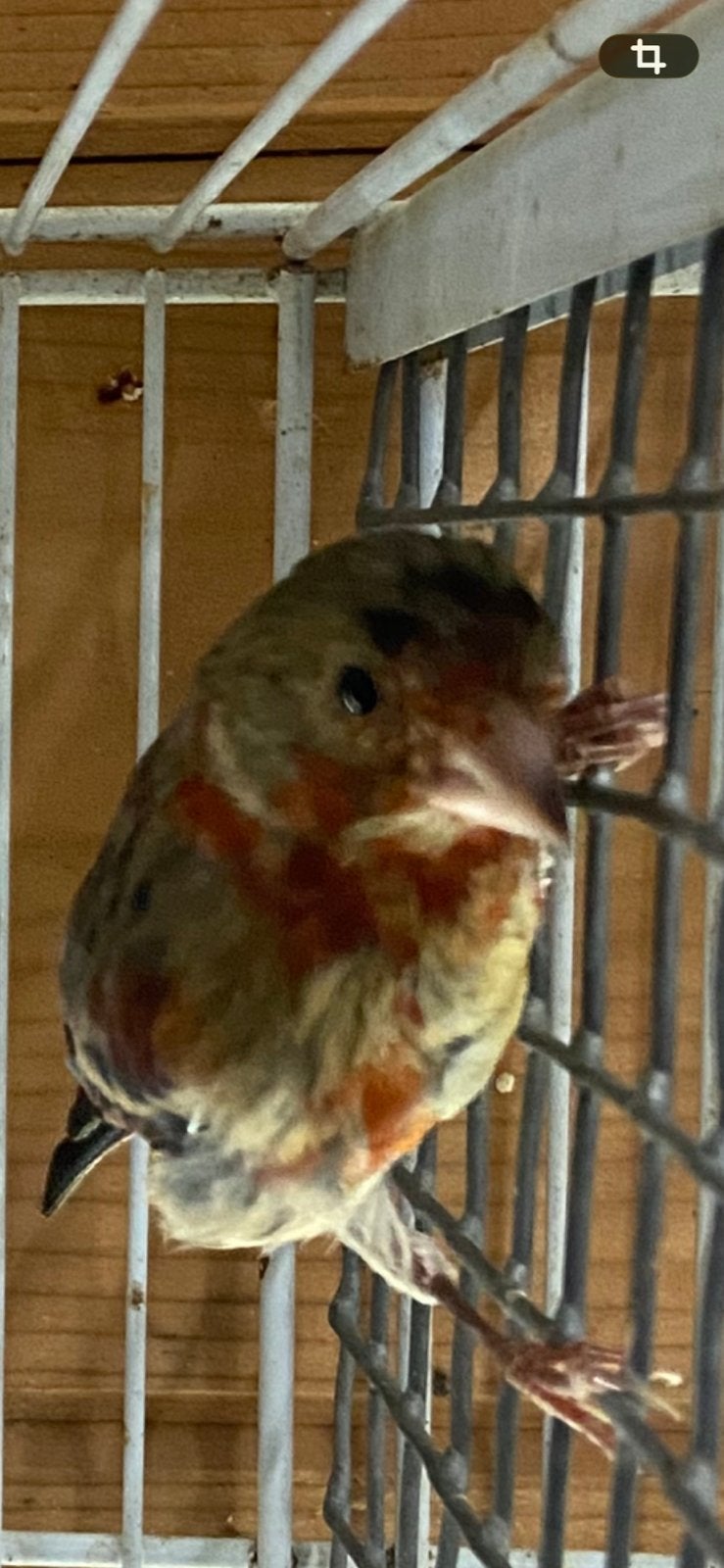 Kruising Kapoetsen sijs x kanarie man 2026, Dieren en Toebehoren, Mannelijk, Wildzangvogel, Geringd