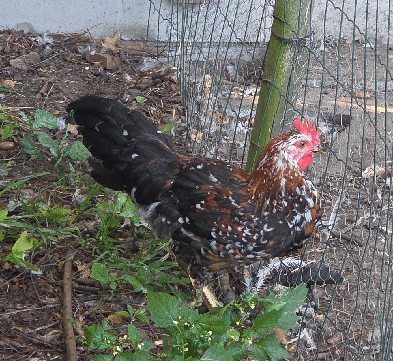 Haantjes, Dieren en Toebehoren, Pluimvee, Mannelijk, Kip