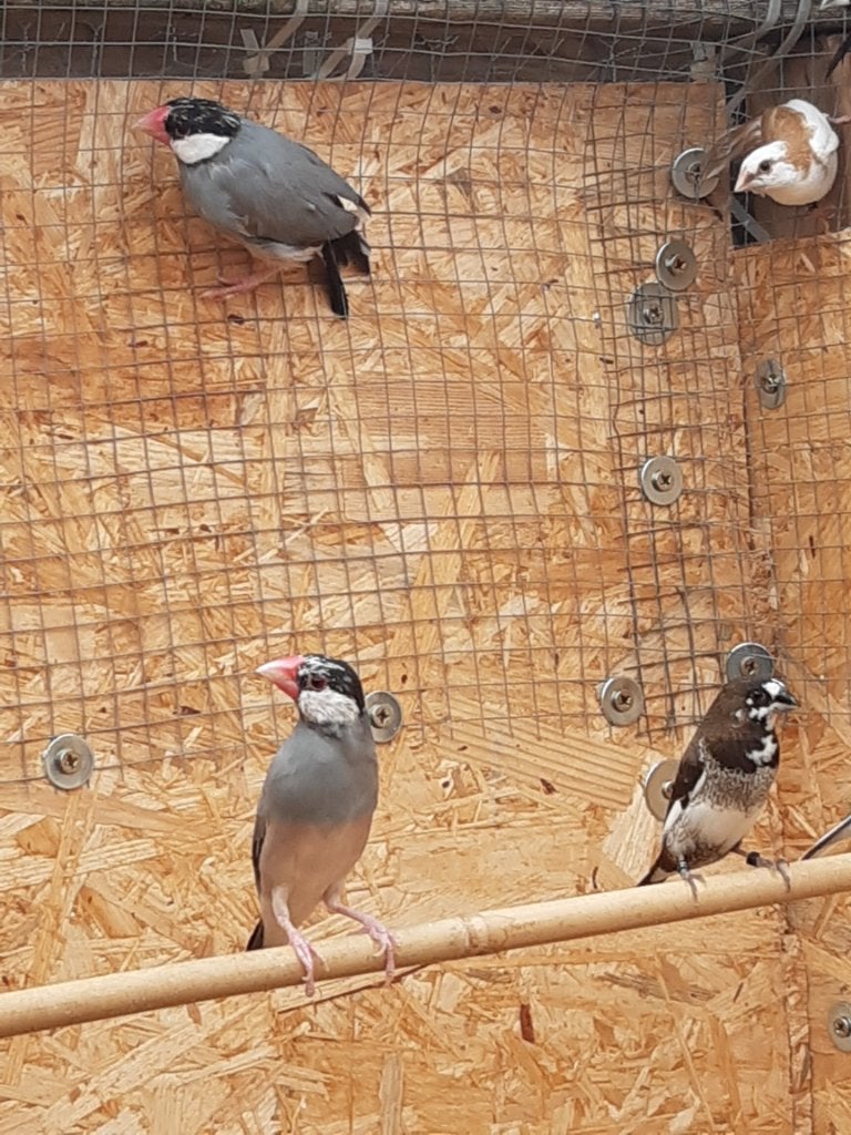 Volière vogels, Dieren en Toebehoren, Ophalen, Nieuw, Volière