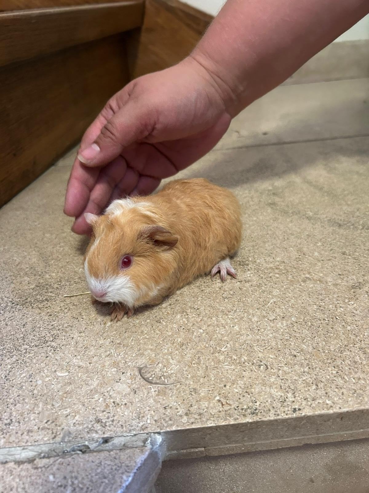 Zeugje geboren 11/05/2026, Dieren en Toebehoren, Cavia, Vrouwelijk, Mei, Tam