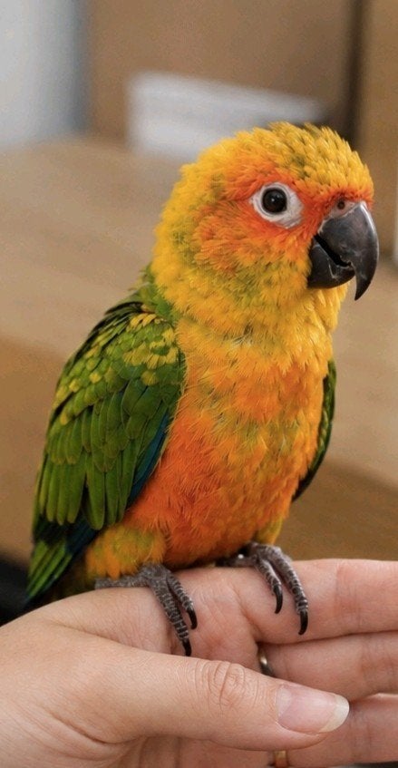 conure soleil mâle eam, Mâle