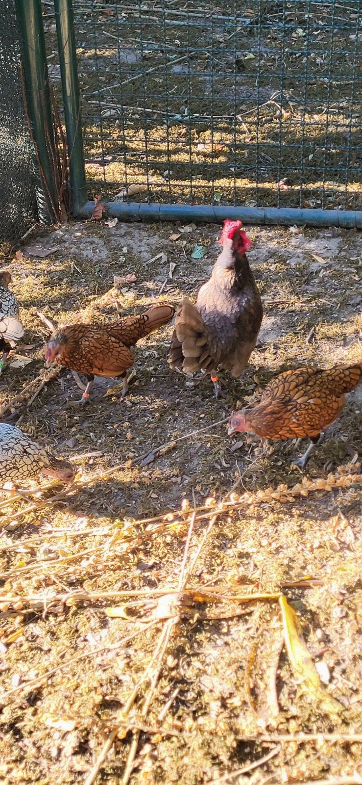 sebright hennetjes goudzwart gezoomd, Dieren en Toebehoren