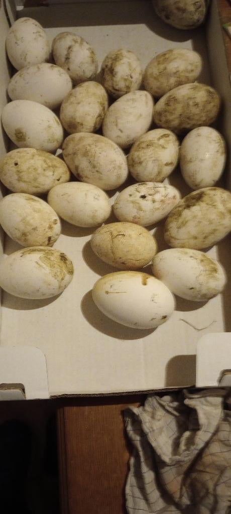 ganzeneieren om te eten, Dieren en Toebehoren, Gans of Zwaan