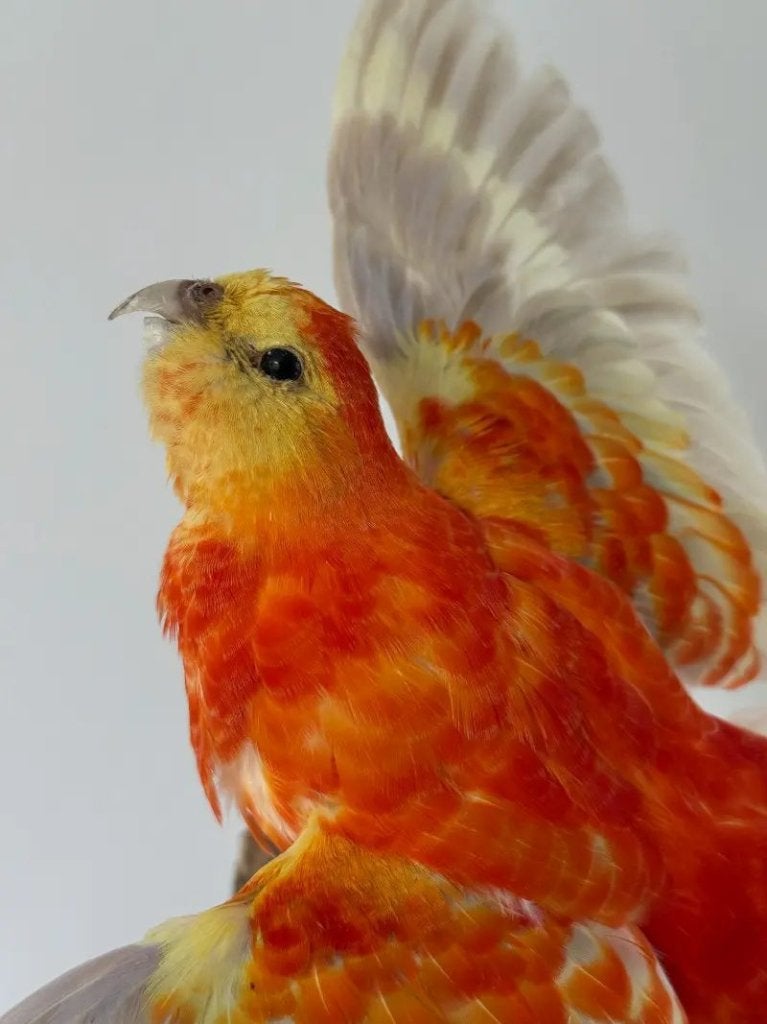 Trio rode kleurkanaries in vlucht, Enlèvement ou Envoi, Neuf, Oiseaux, Animal empaillé