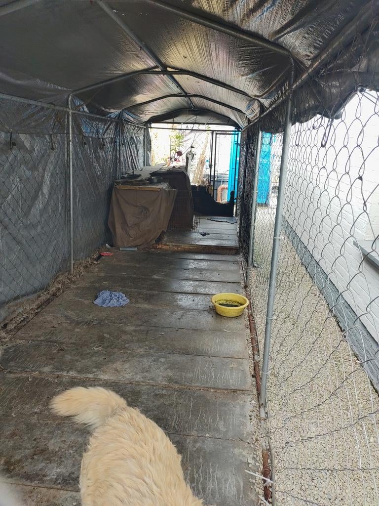 Parc pour chiens à vendre, Enlèvement, Niche à chien