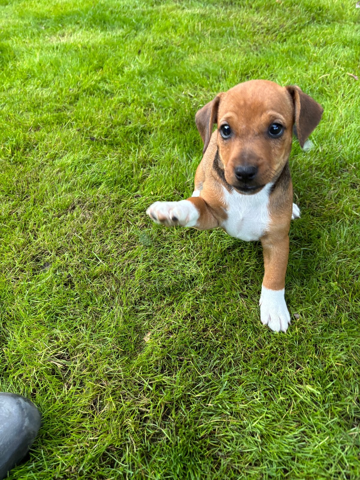 Lieve kortpotige jack russel pup uit geteste ouders, Dieren en Toebehoren, Honden | Jack Russells en Terriërs, België, Fokker | Hobbymatig