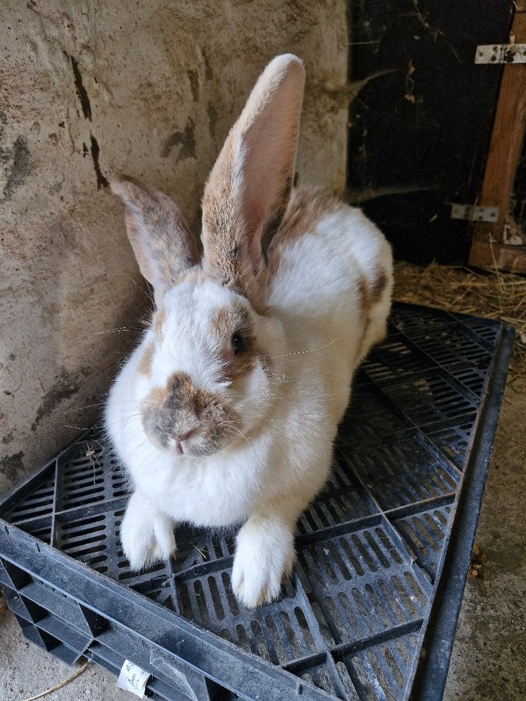 Groot lotharinger- moer, Dieren en Toebehoren, Konijnen, Vrouwelijk, Groot