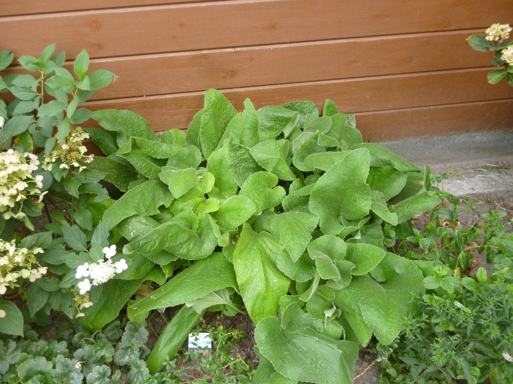 vaste plant, Tuin en Terras, Ophalen, Vaste plant