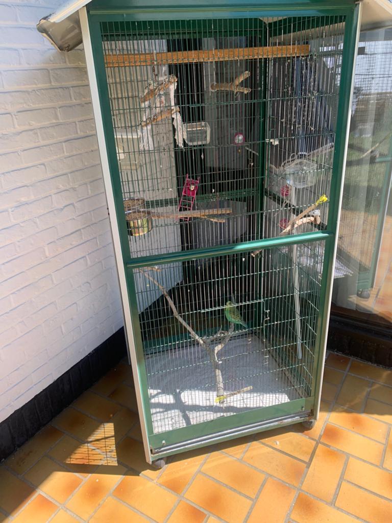 Grasparkiet met kooi en toebehoren, Dieren en Toebehoren, Vogels | Hokken en Kooien, Ophalen, Gebruikt