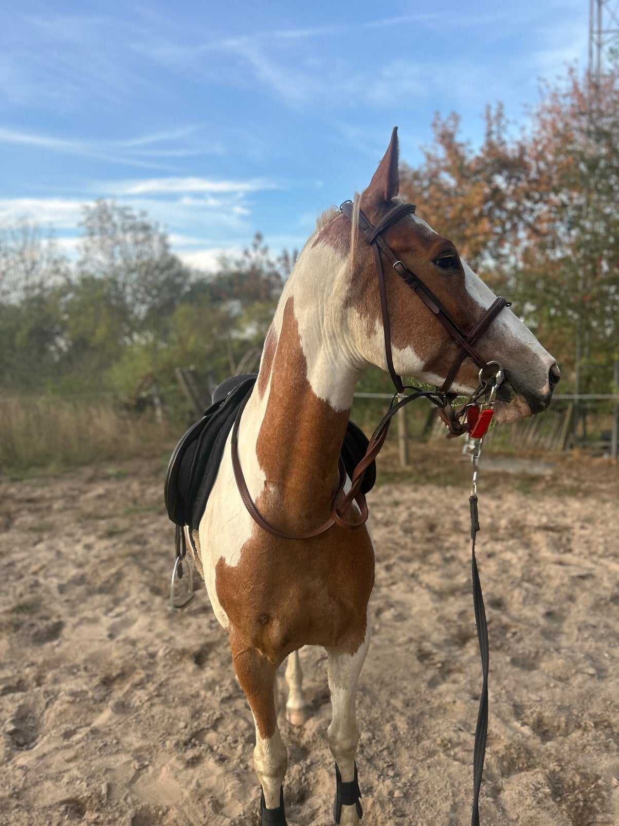 Pony te koop, Dieren en Toebehoren, Paarden, Merrie