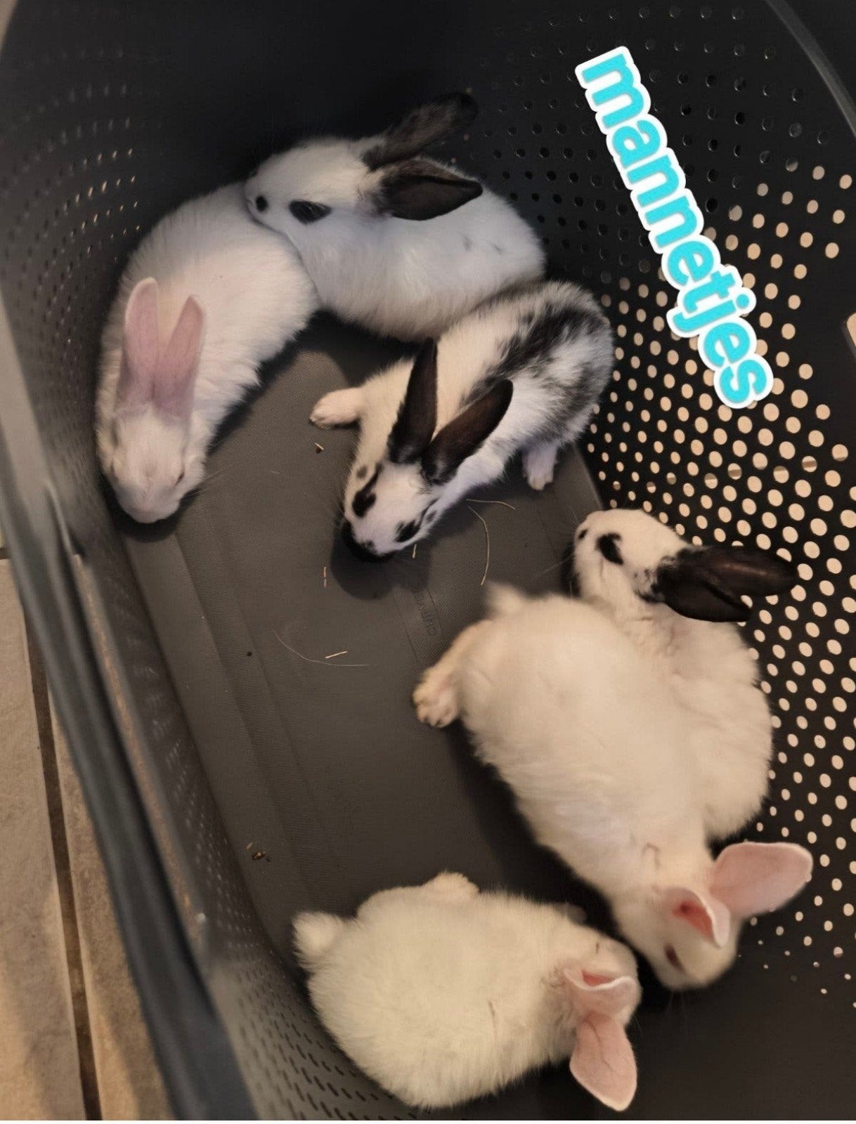 schattige konijntjes, Dieren en Toebehoren