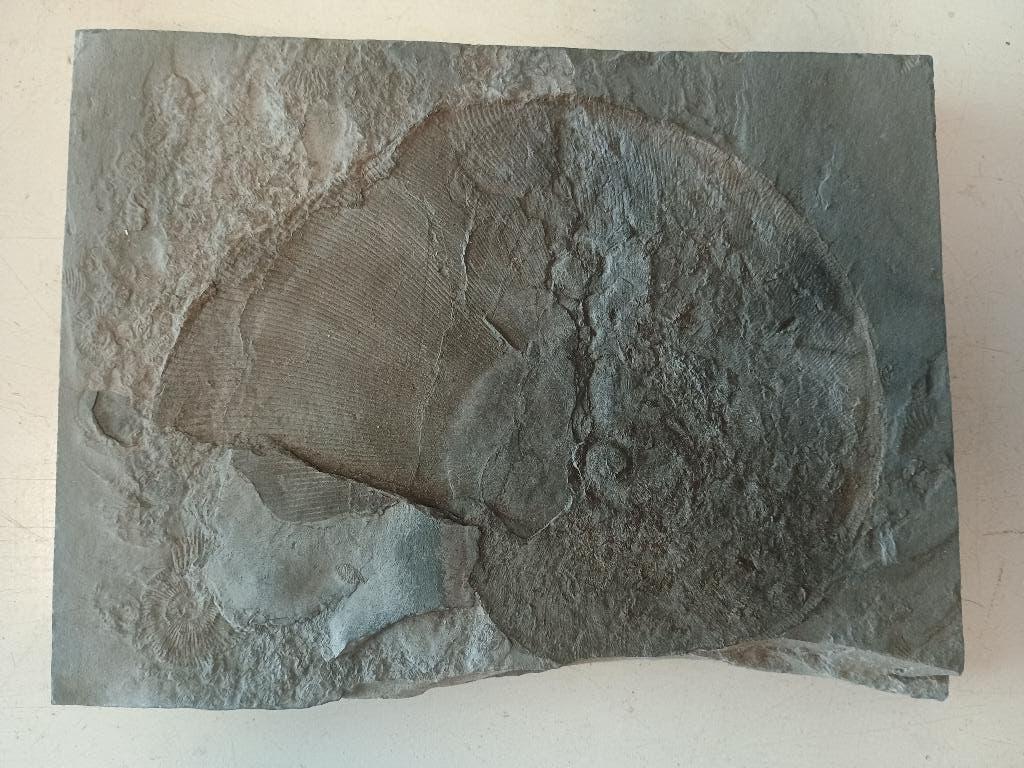 ammoniet, Ophalen of Verzenden