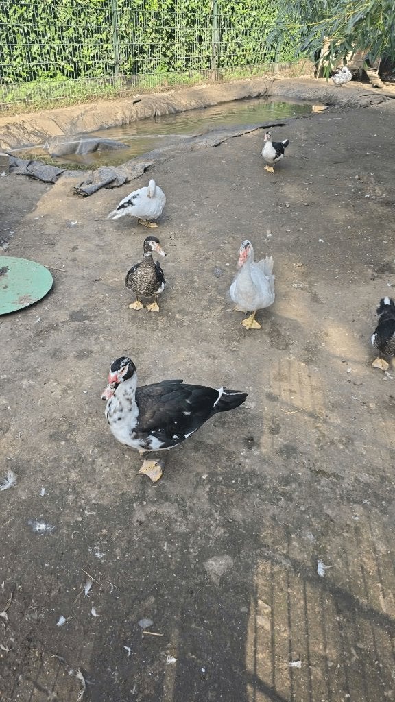 Barbarie Eenden, Meerdere dieren, Eend