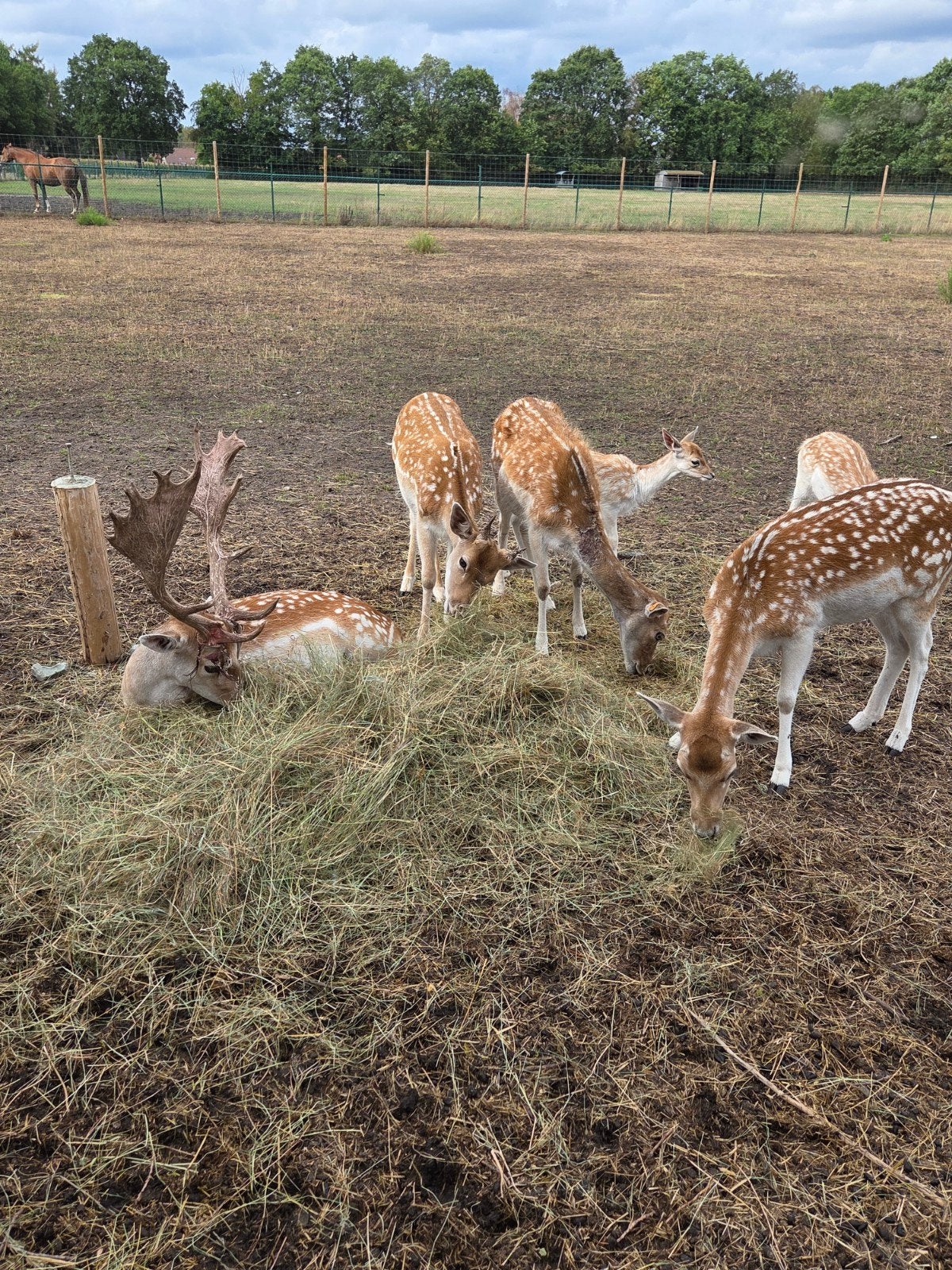 Herten te koop, Dieren en Toebehoren, Mannelijk