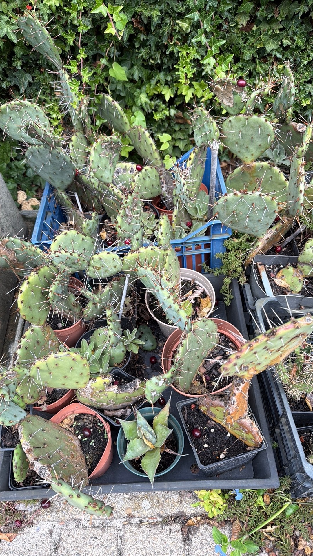Winterharde cactussen, Tuin en Terras, Planten | Tuinplanten, Ophalen