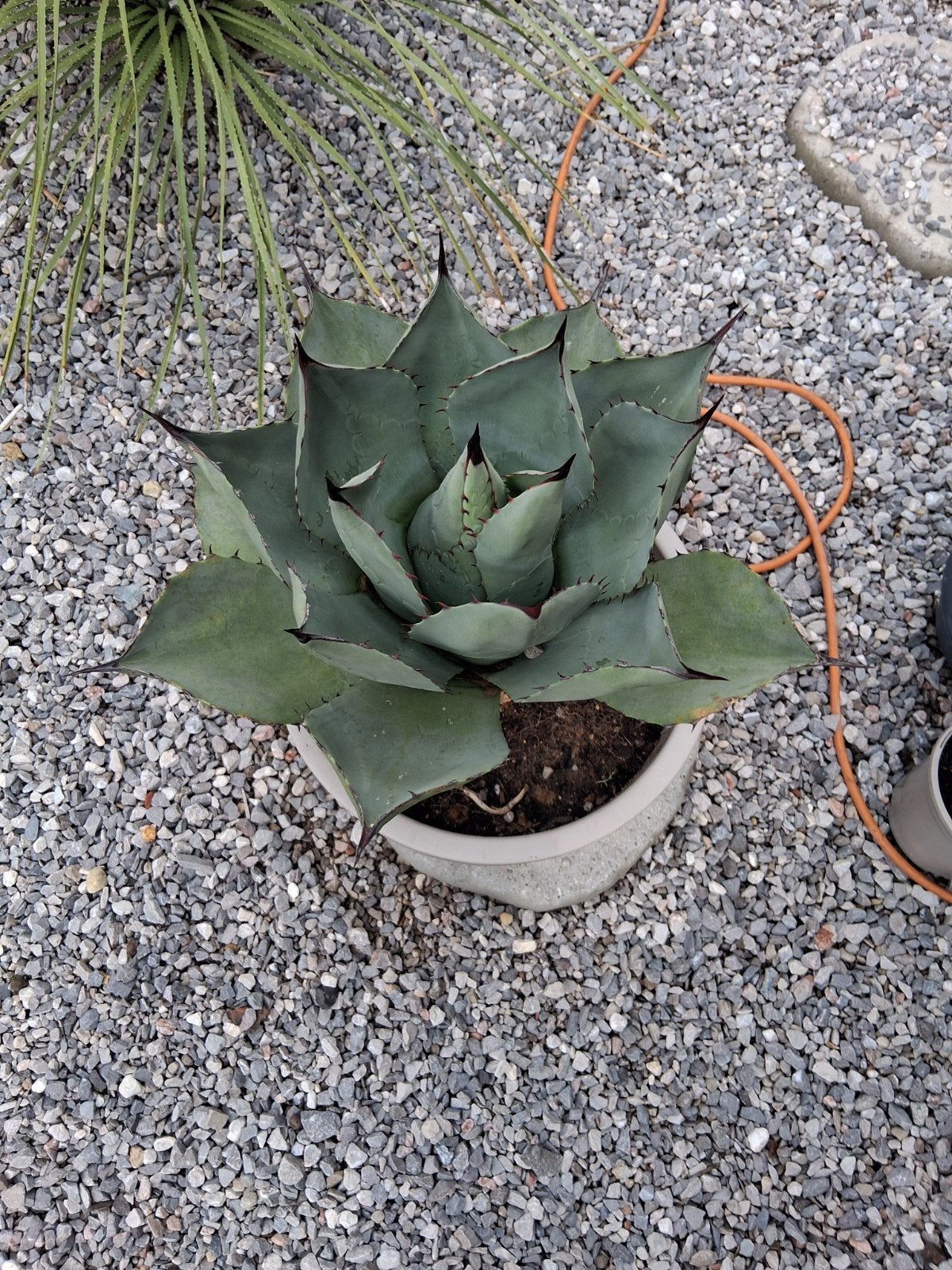 Agave, Tuin en Terras, Ophalen