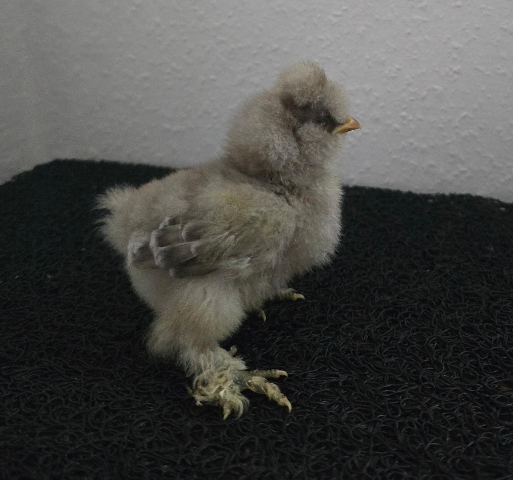 zijdehoen kuikens  4 + 1 gratis, Sexe inconnu, Poule ou poulet