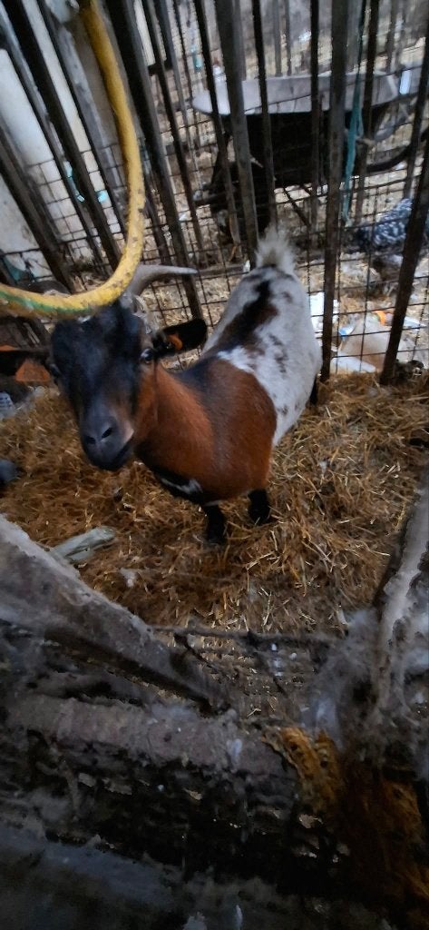 2 jarig geitje, Dieren en Toebehoren, Vrouwelijk, Geit, 0 tot 2 jaar