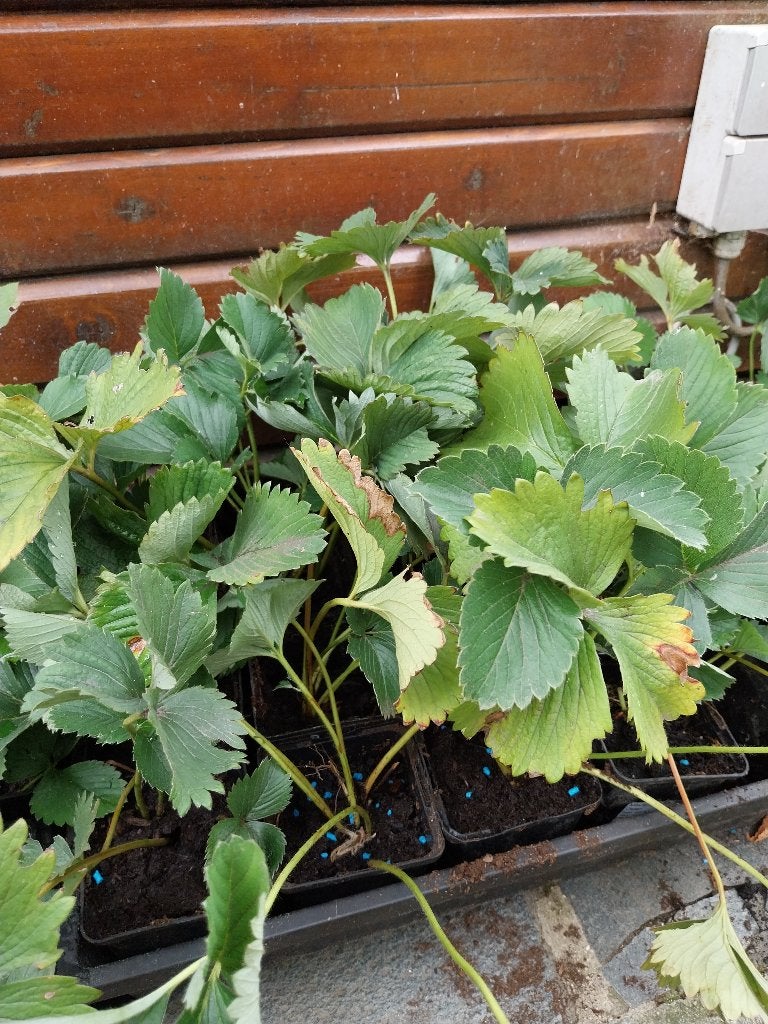 Aardbei plantjes, Ophalen, Lente, Fruitplanten, Volle zon