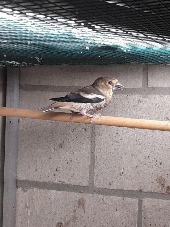 Eur. appelvinken, Plusieurs animaux, Oiseau chanteur sauvage