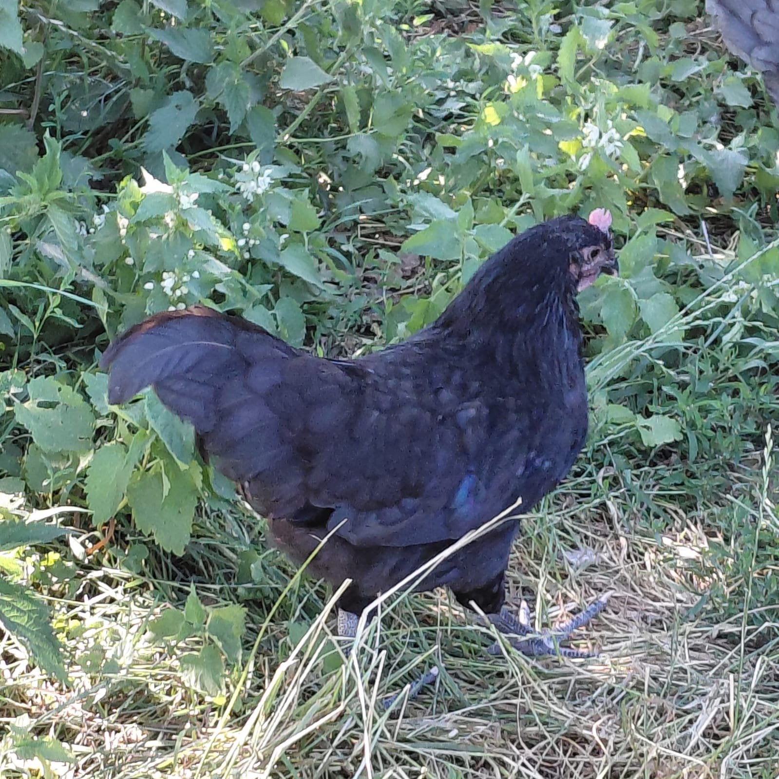 Hervehoenen, Plusieurs animaux, Poule ou poulet