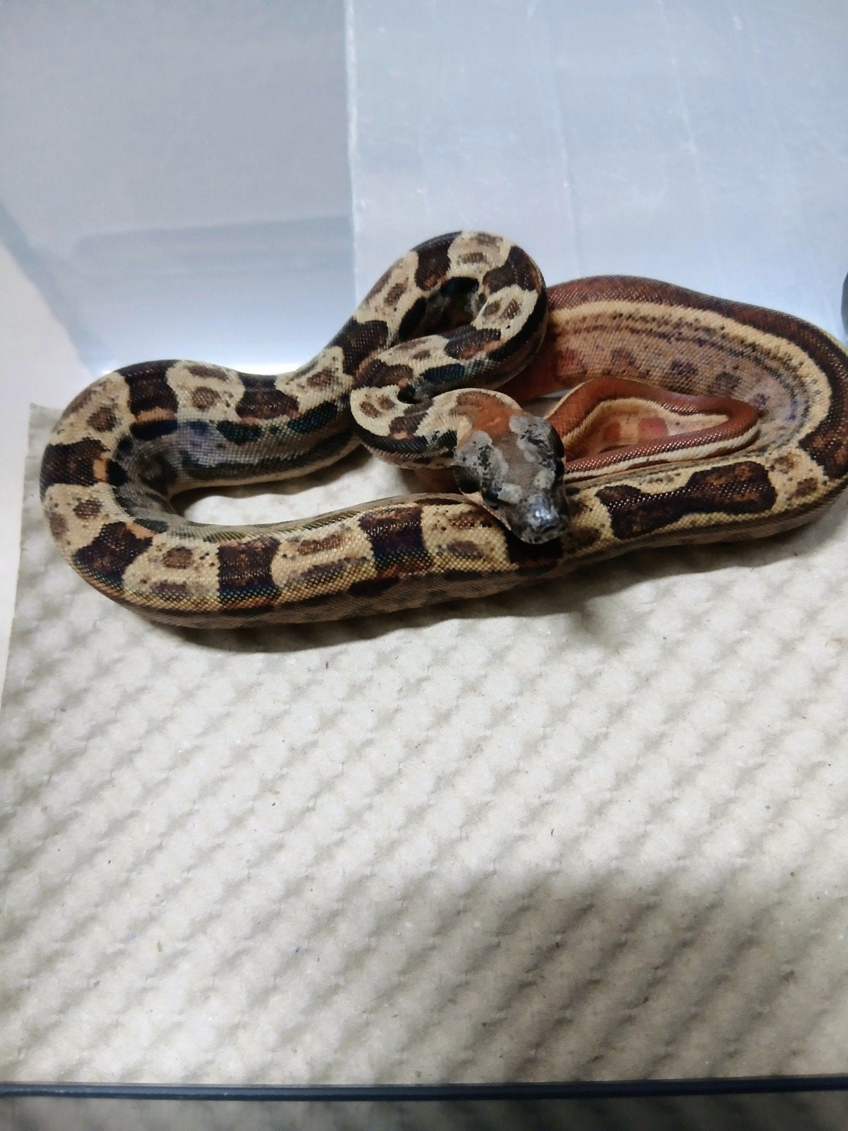Boa Bci : 0.1 Hypo motley IMG het VPI 2026, Dieren en Toebehoren, Slang, Tam, 0 tot 2 jaar