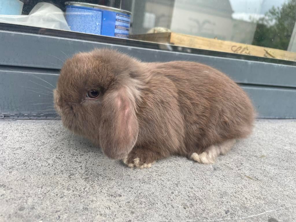 Minilop konijntje, Dieren en Toebehoren, Konijnen