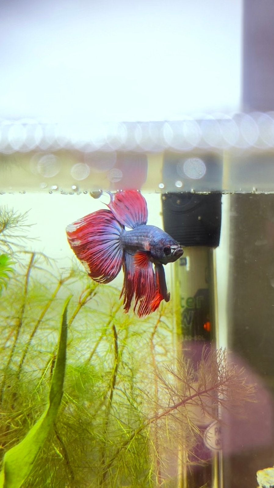 Halfmoon betta man, Kreeft, Krab of Garnaal, Zoetwatervis
