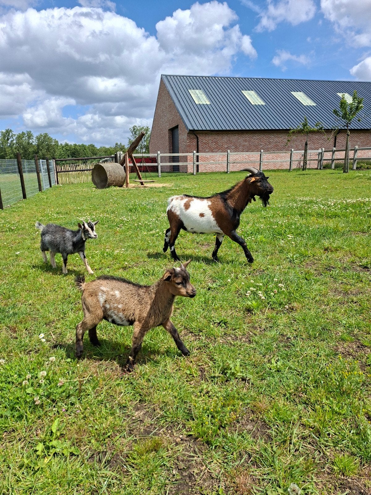 Dwerggeit bokje, Dieren en Toebehoren