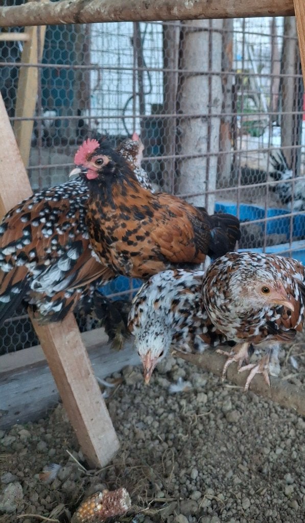 Trio de jeune poulette et coq, Plusieurs animaux, Poule ou poulet