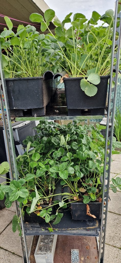 Aardbeien in Bato bakken, Ophalen, Volle zon, Vaste plant, Zomer