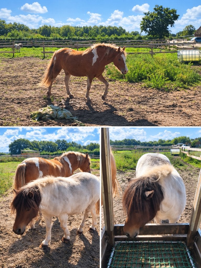 Ponny en shetlander, Dieren en Toebehoren, Gechipt, Ruin, Zadelmak, 3 tot 6 jaar