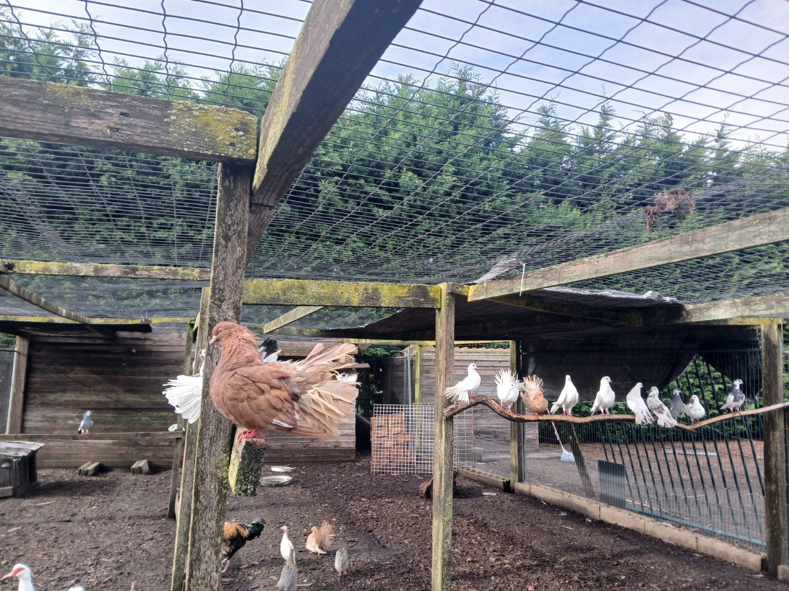 pauwstaart