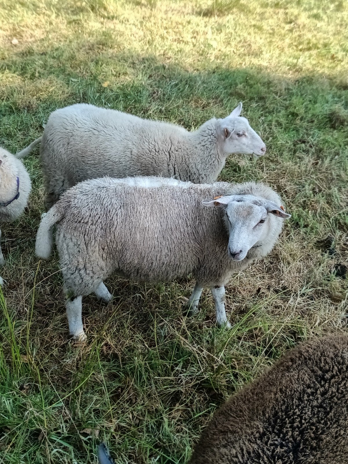 ramlam, Mâle, Mouton, 0 à 2 ans