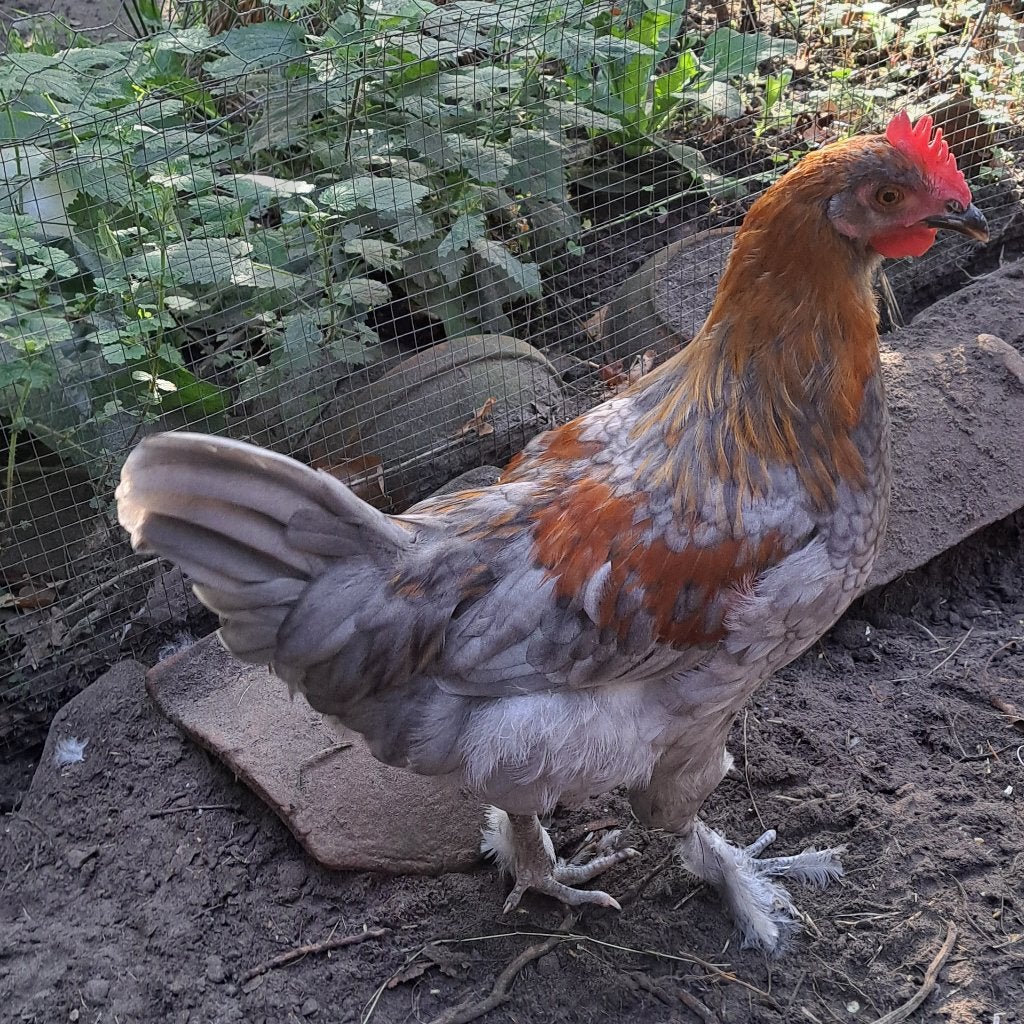 Coq de Marans à vendre, Mâle, Poule ou poulet