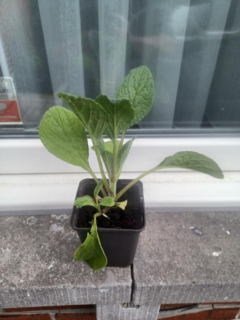 Komkommerkruid, Annuelle, Été, Enlèvement, Herbes