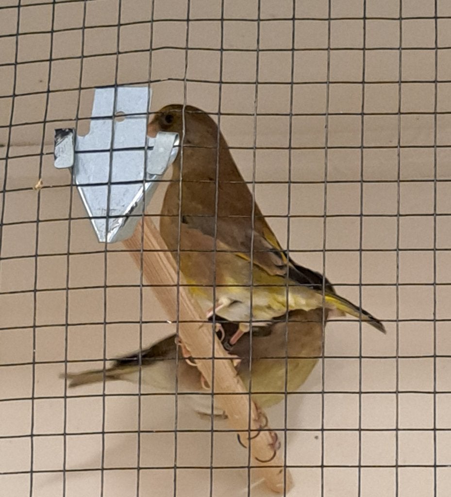 Groenlingen, Plusieurs animaux, Oiseau chanteur sauvage, Bagué