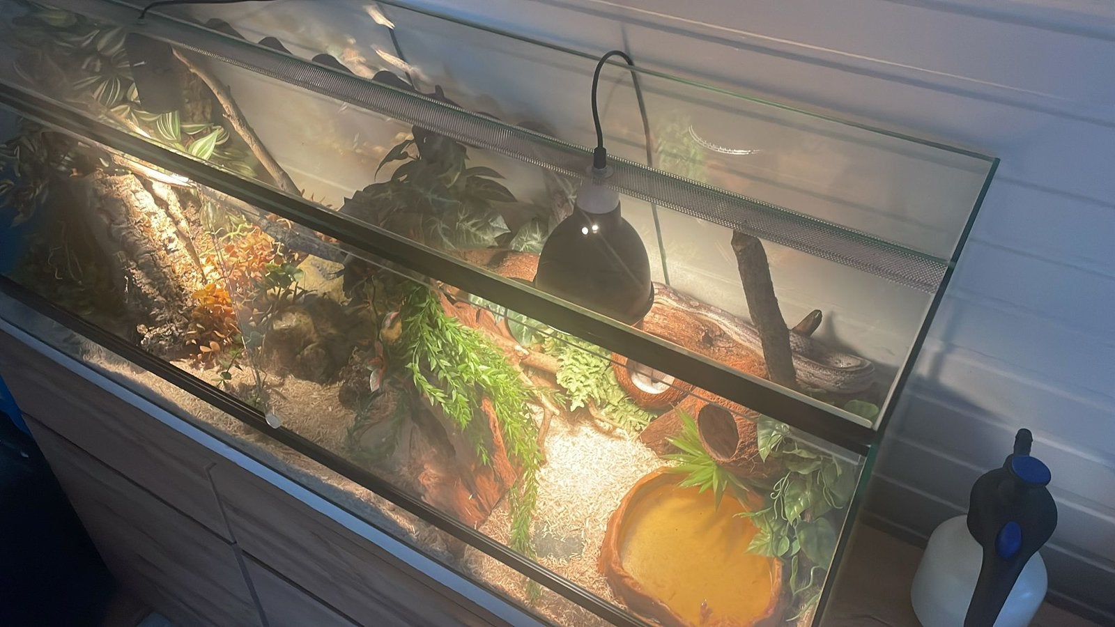 Terrarium met slangen, Dieren en Toebehoren, Ophalen, Gebruikt