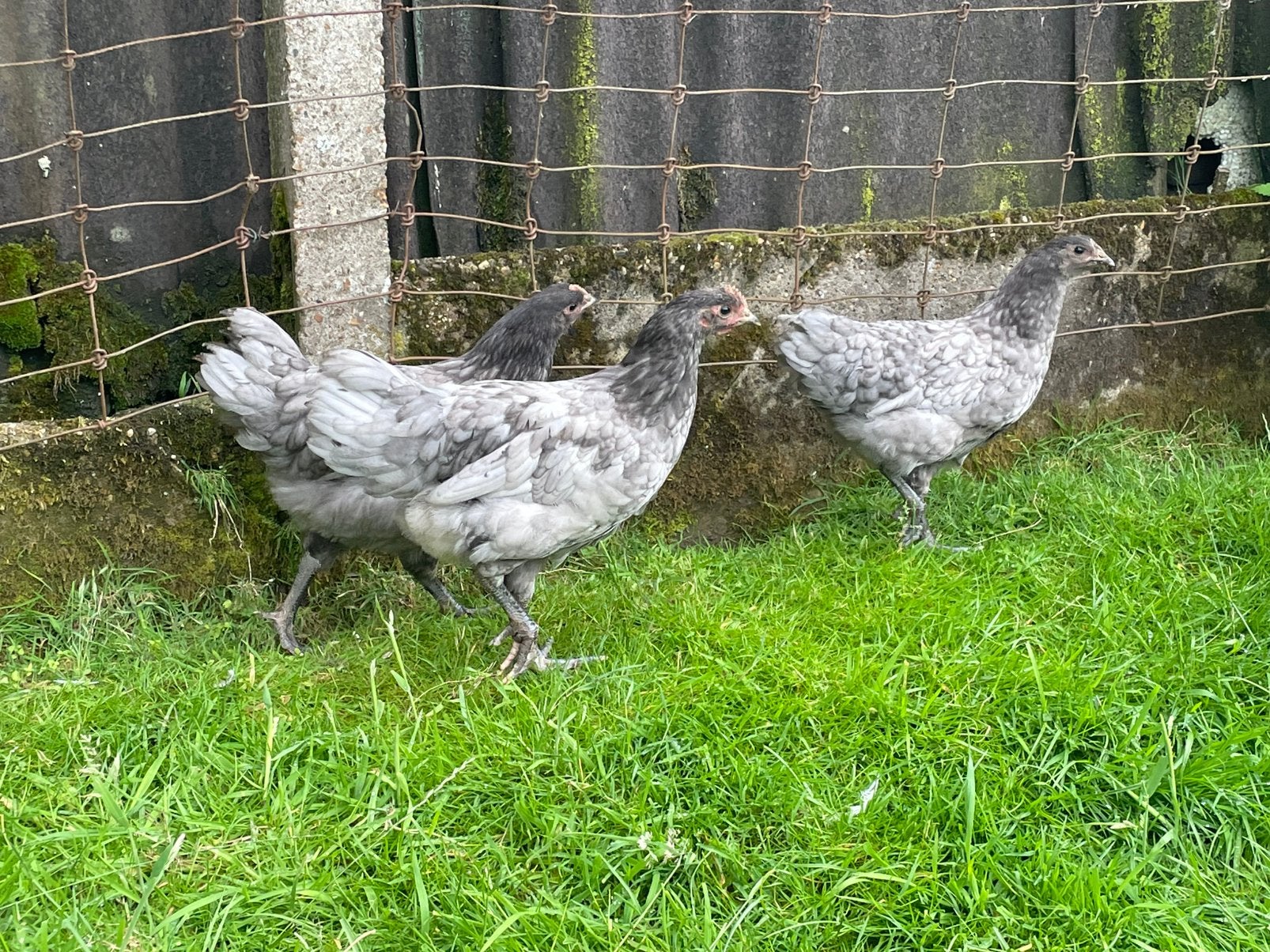 Jonge australorp kippen, Dieren en Toebehoren, Pluimvee