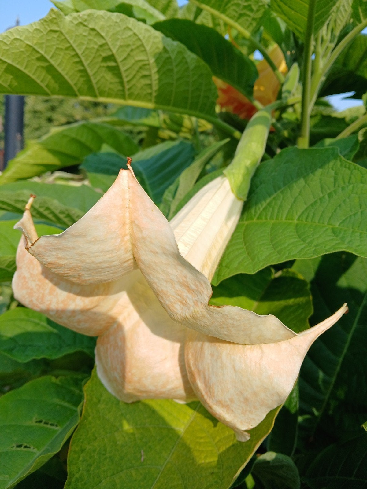 Brugmansia-mooie kleuren en zalige geur 6€, Ophalen