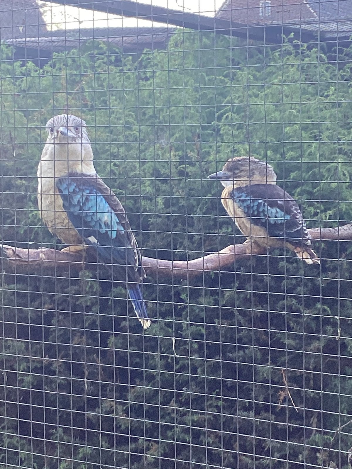 Blauwvleugel kookaburra