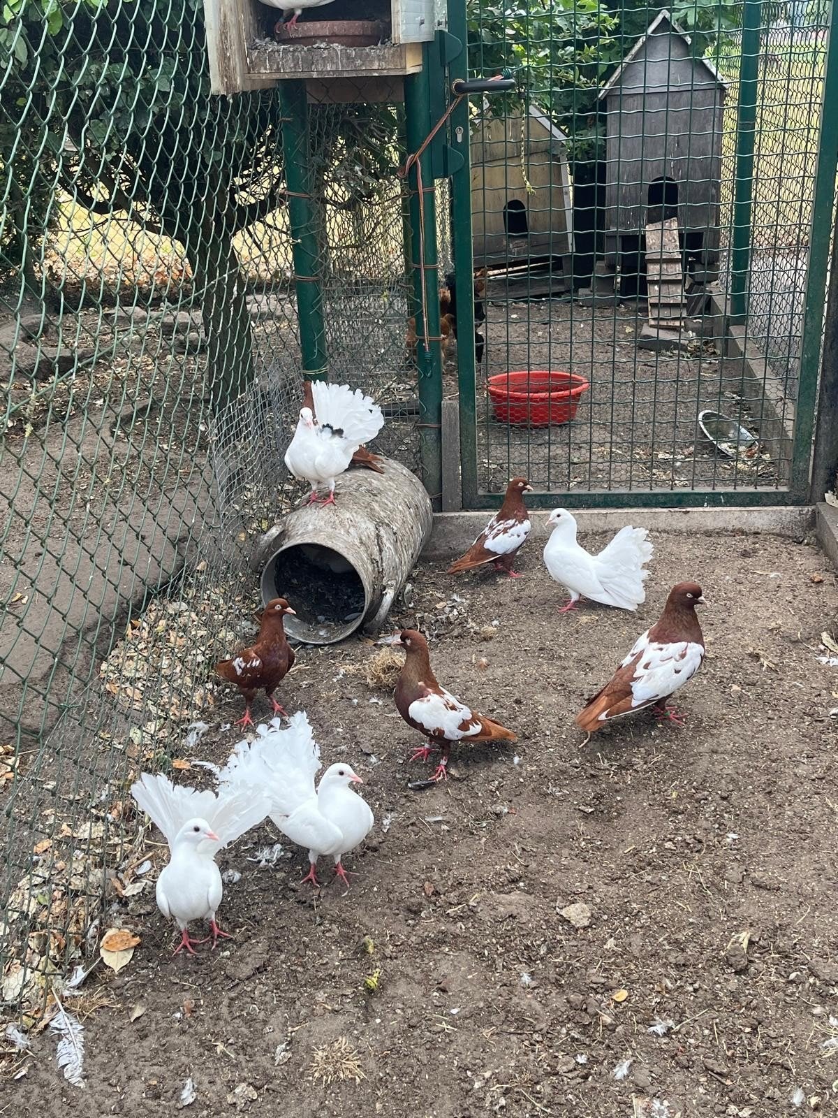 duiven te koop, Animaux & Accessoires, Oiseaux | Pigeons, Plusieurs animaux, Autres espèces