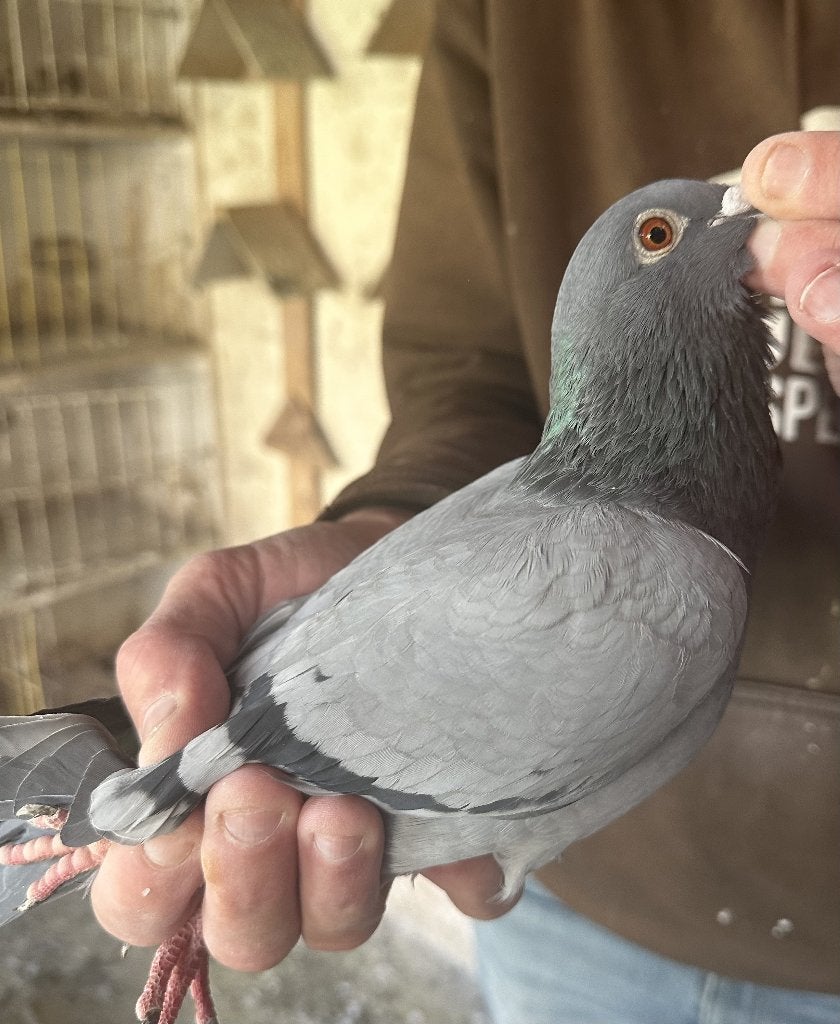Bewezen kweekduiven, Femelle, Pigeon voyageur