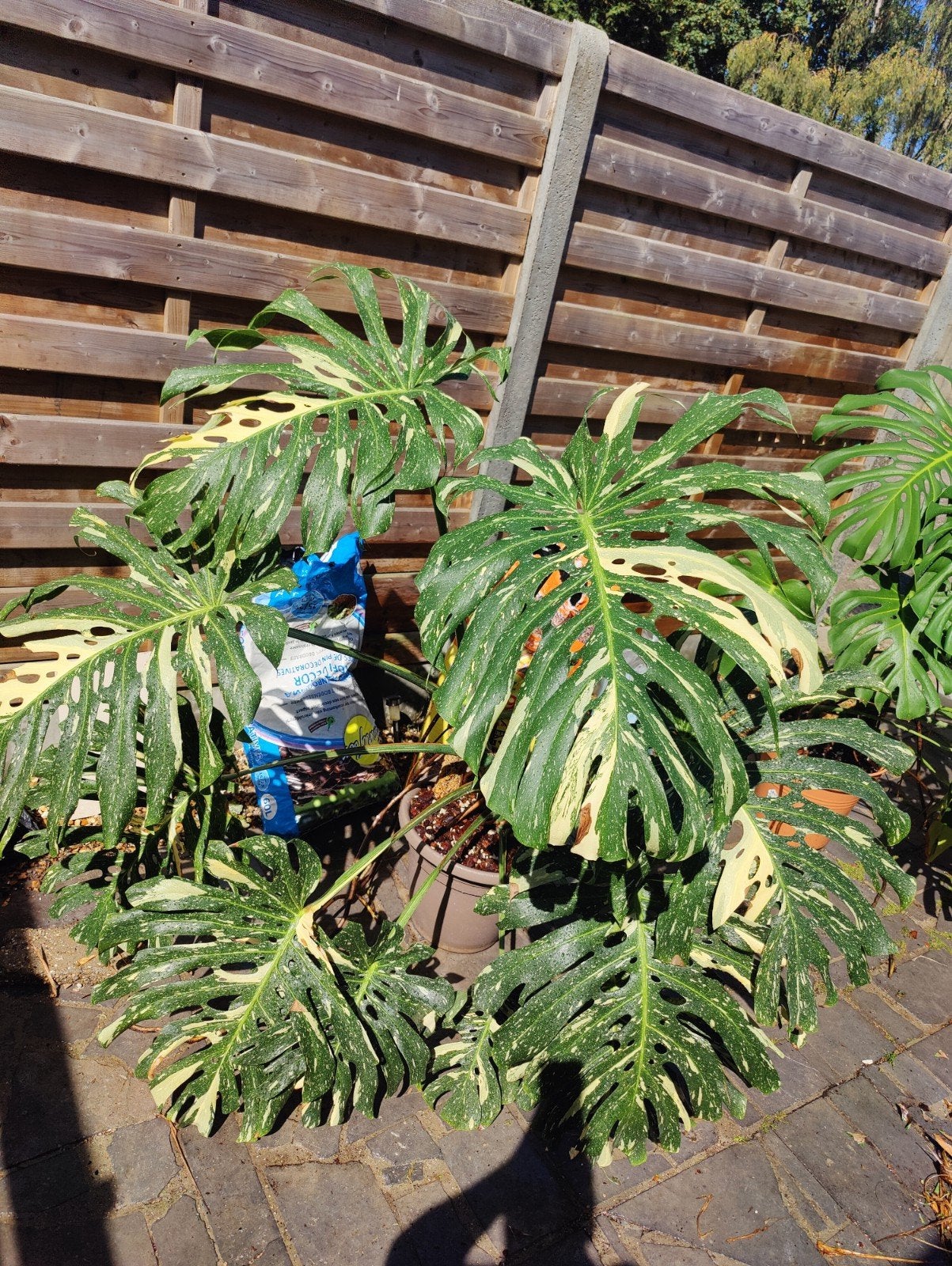 monstera thai constellation XXXL, Ophalen