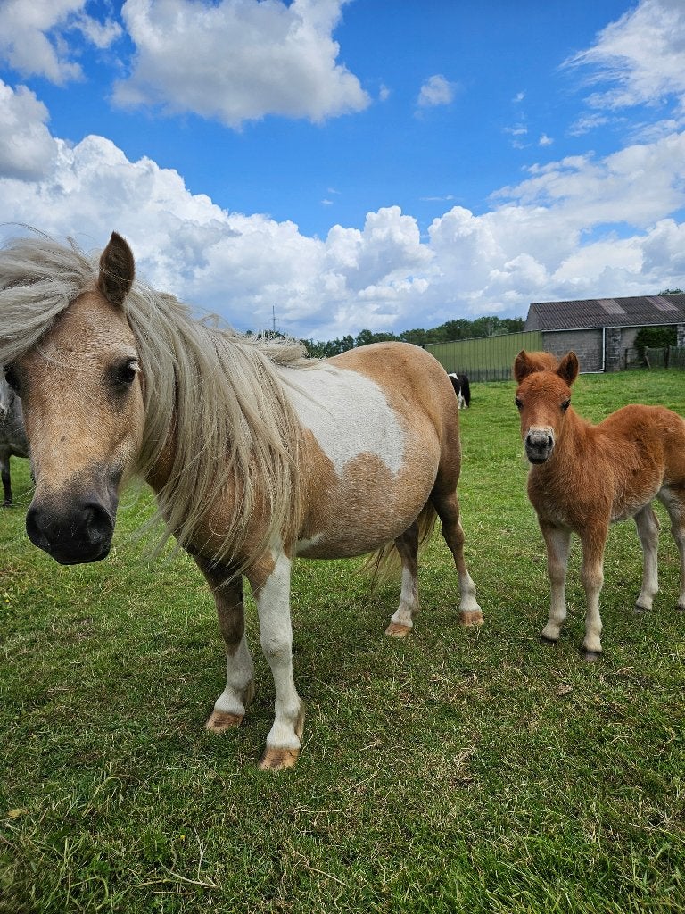 5-jarige palominobonte merrie met merrieveulen, Merrie, Gechipt, 3 tot 6 jaar